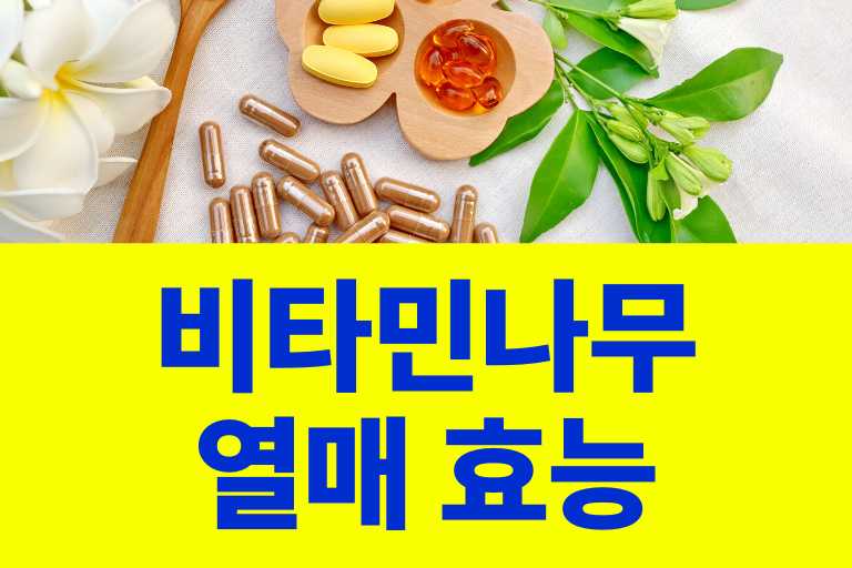 비타민나무 열매 효능