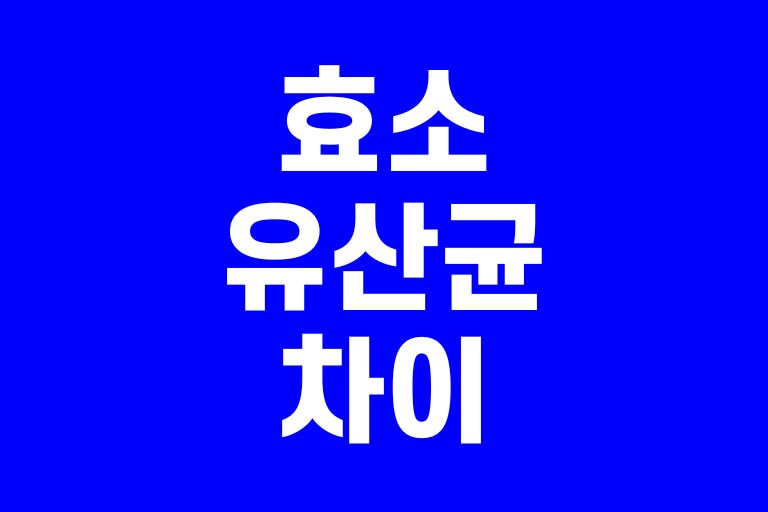 효소 유산균 차이